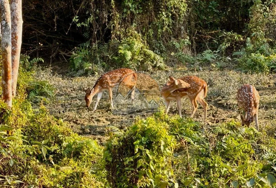Chitwan National Park Jungle Safari