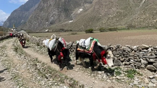 Tsum Valley and Manaslu Circuit Trek – A Journey into Nepal’s Hidden Himalayan Kingdom